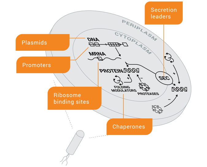 Plasmids Image