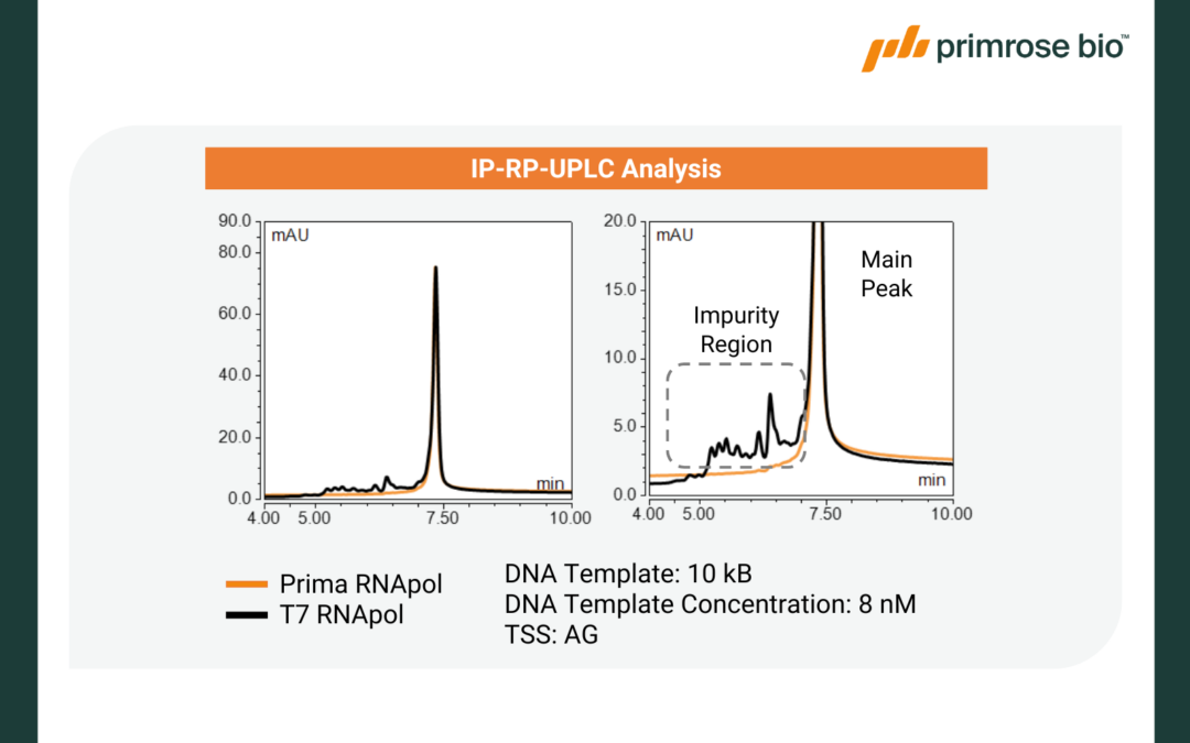 Presented at TIDES USA 2025: Advancing mRNA therapeutics with high performance RNA polymerases