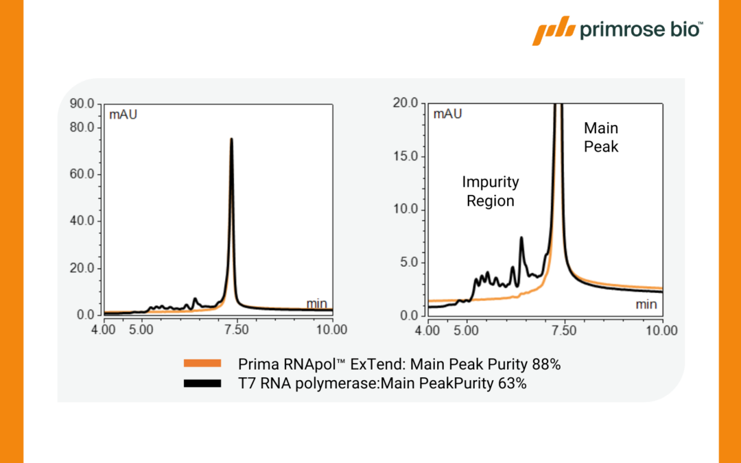 Presented at TIDES USA 2025: Prima RNApols™ ExTend: rewriting the rules of long mRNA manufacturing​