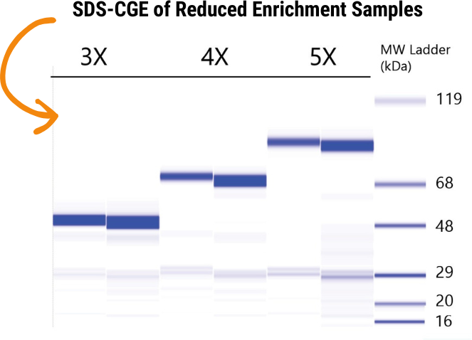 graph 10 How Pfenex Expression Technology® Works | Primrose Bio