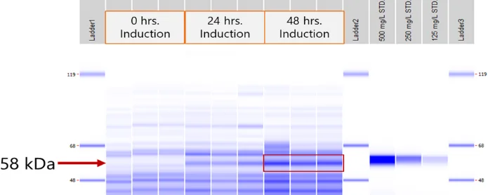 graph 14 How Pfenex Expression Technology® Works | Primrose Bio