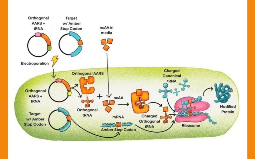 Presented at PepTalk The Protein Science and Production Week: Overcoming ncAA Production Bottlenecks: High-titer Antibody Expression with 100% pAzF Incorporation at Scale and Minimal Host Toxicity