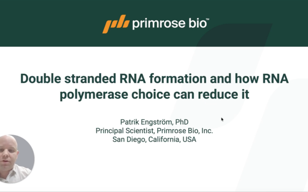 Double Stranded RNA Formation And How RNA Polymerase Choice Can Reduce It