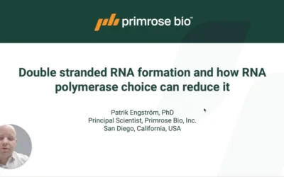 Double Stranded RNA Formation And How RNA Polymerase Choice Can Reduce It