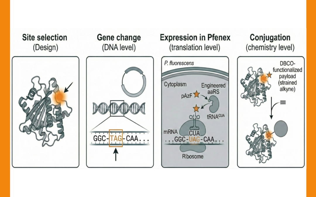 Presented at the World Vaccine Congress 2026: Extracellular Secretion and Non-canonical Amino Acid (ncAA) Incorporation: New Capabilities Supporting Conjugate Vaccine Discovery and Development