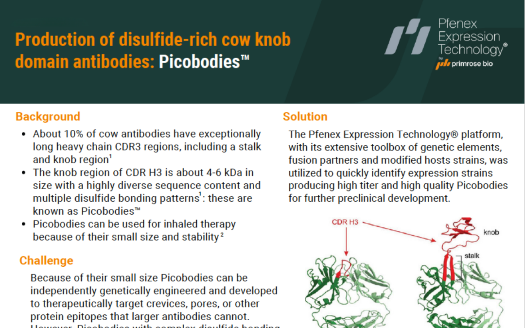 Production of disulfide-rich cow knob domain antibodies: Picobodies™ 