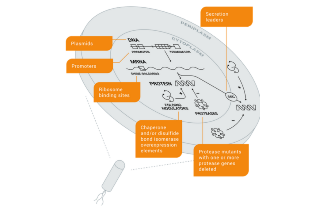 Strain Engineering & Process Development: A Commercially Proven Platform for Biopharmaceutical Manufacturing
