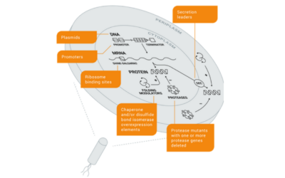Strain Engineering & Process Development: A Commercially Proven Platform for Biopharmaceutical Manufacturing