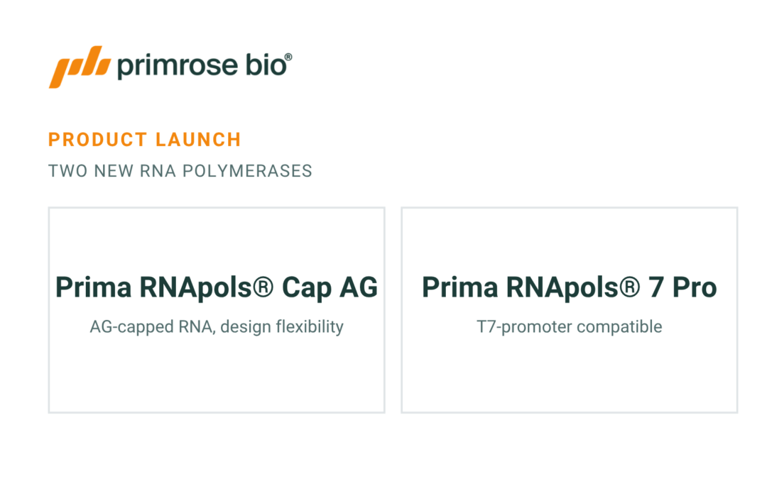 Primrose Bio Launches Two RNA Polymerases for High-Quality, Low-Cost mRNA